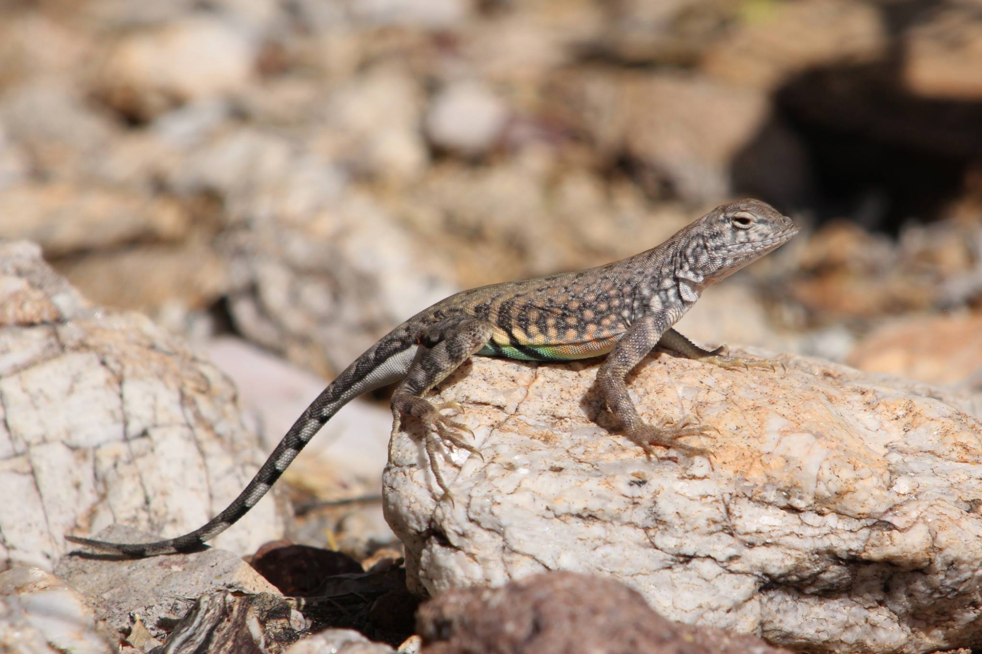 Invasive lizards multiplying in Greater Victoria have now reportedly been  sighted on Southern Gulf Islands